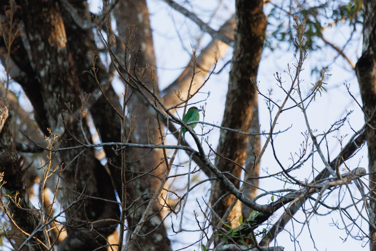 Green-eared Barbet - ML645370385