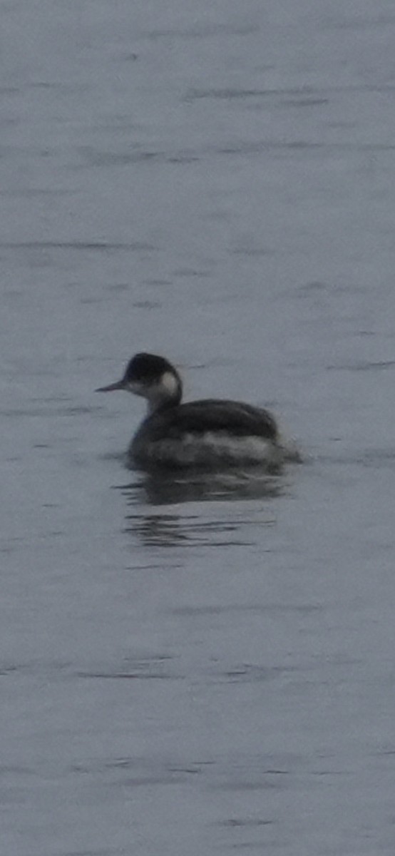 Eared Grebe - ML645370387