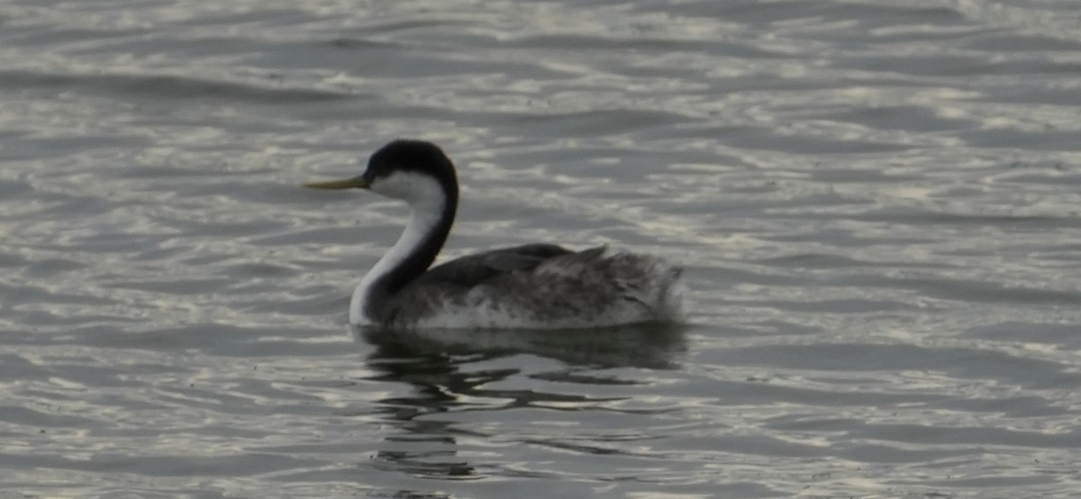Western Grebe - ML645370396