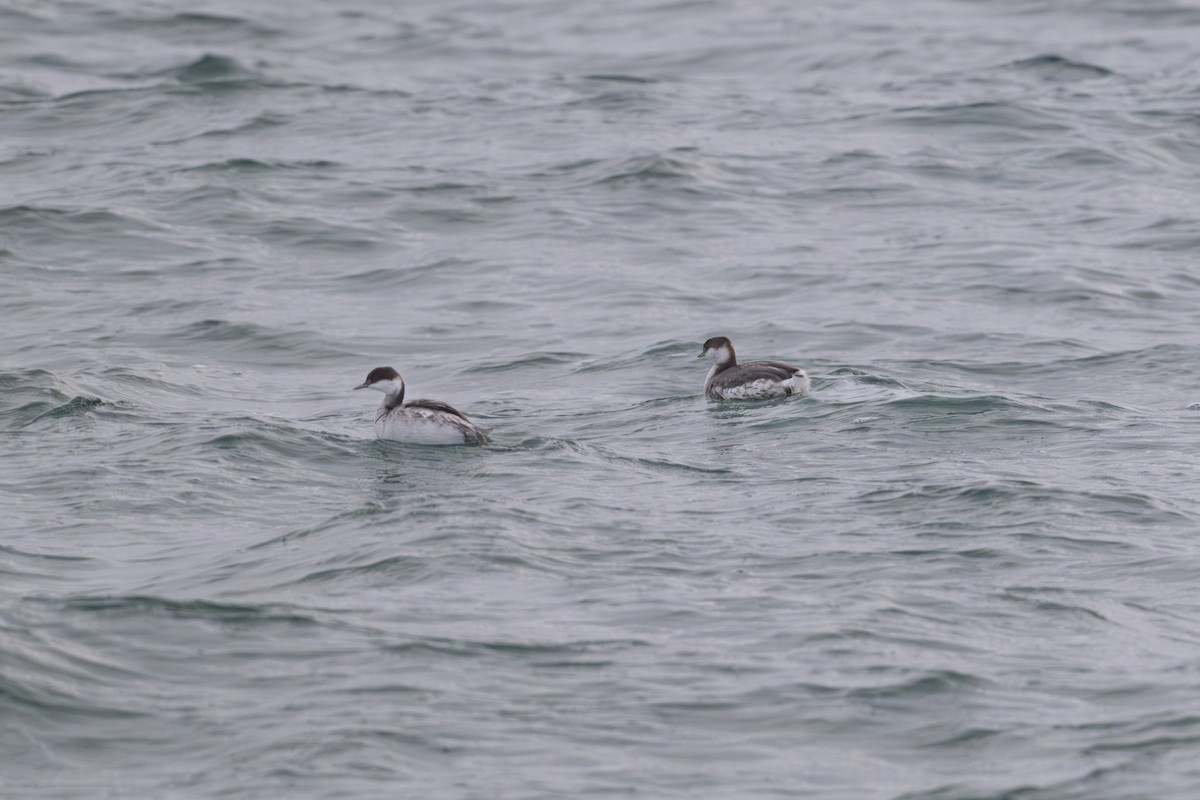 Horned Grebe - ML645370399