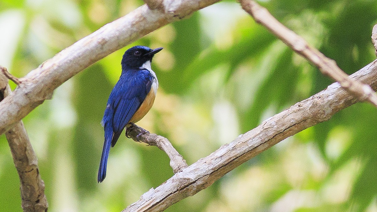 Kalao Blue Flycatcher - ML645370400