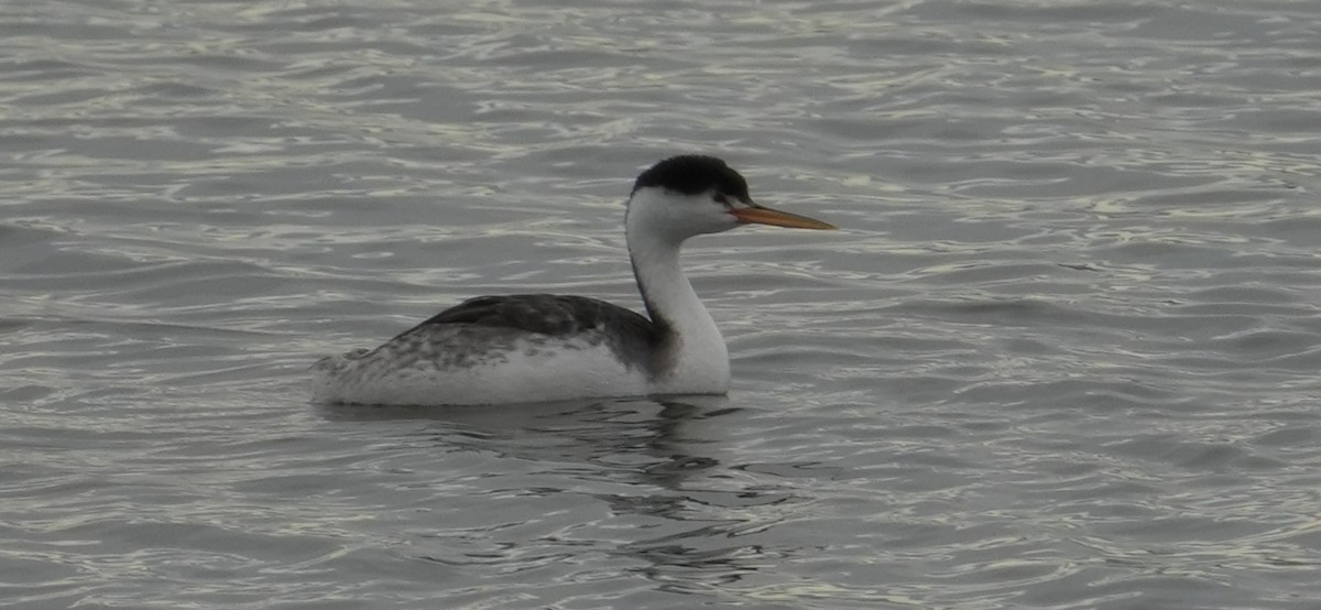 Clark's Grebe - ML645370401