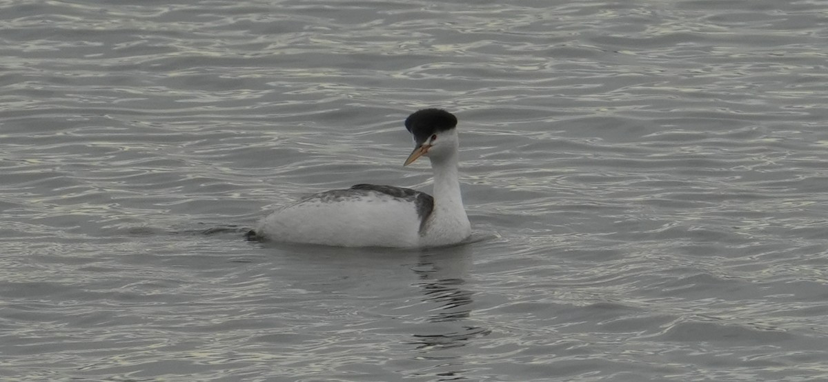 Clark's Grebe - ML645370402