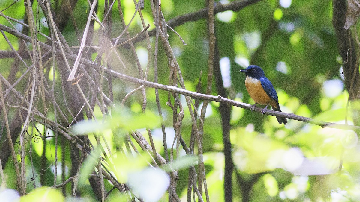 Kalao Blue Flycatcher - ML645370411