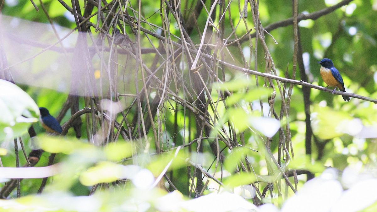 Kalao Blue Flycatcher - ML645370422