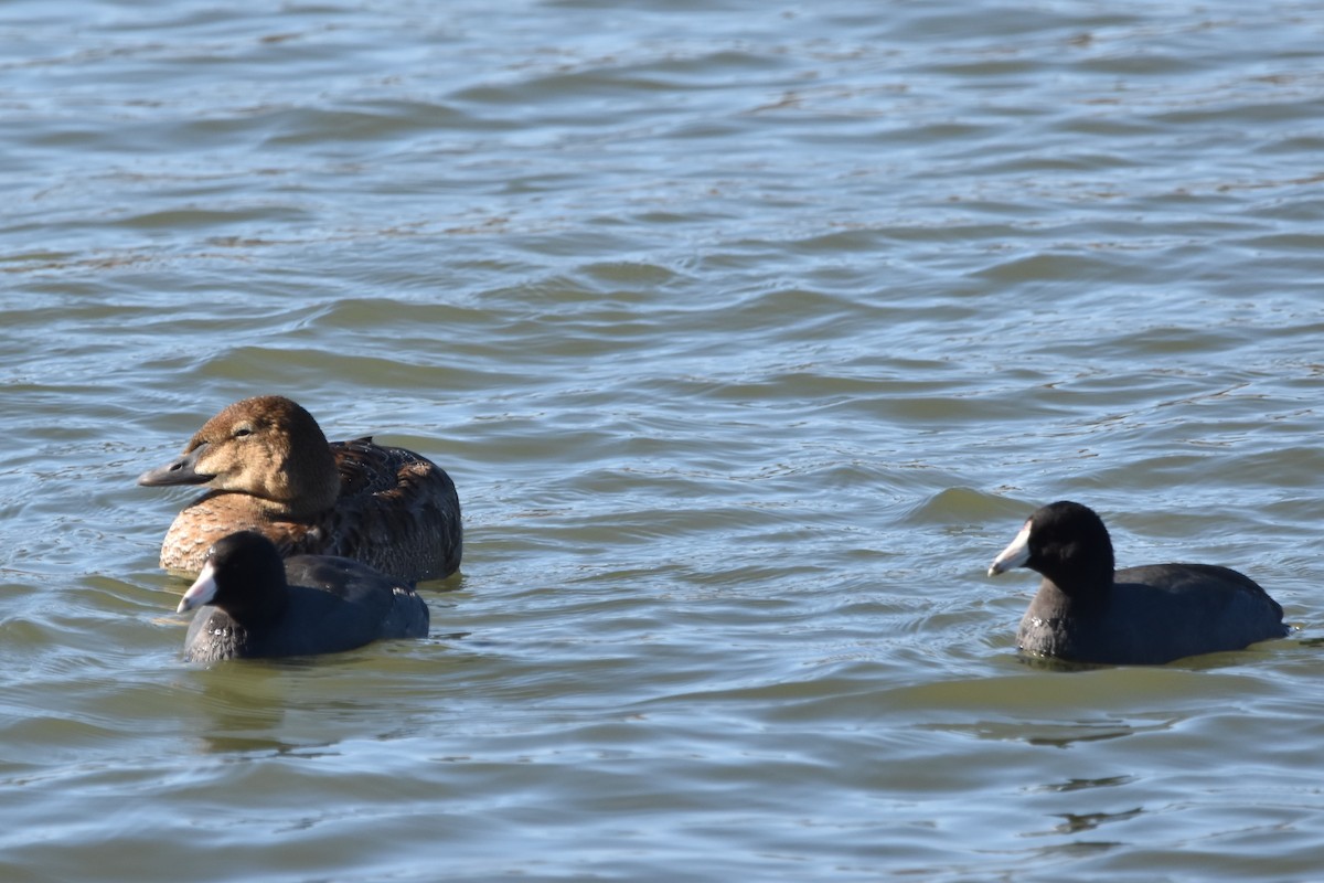 King Eider - ML645370423
