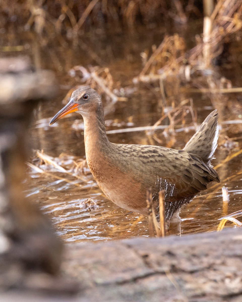 Ridgway's Rail - ML645370434