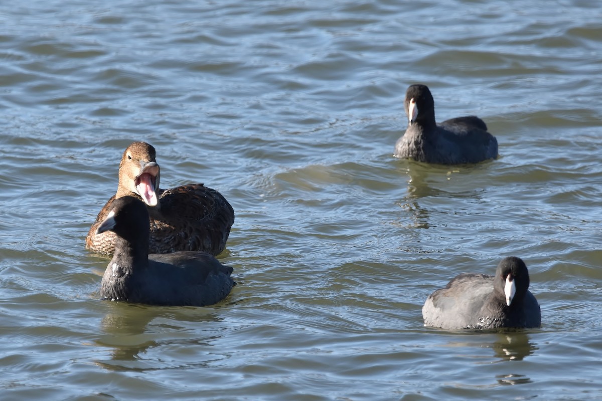 King Eider - ML645370451