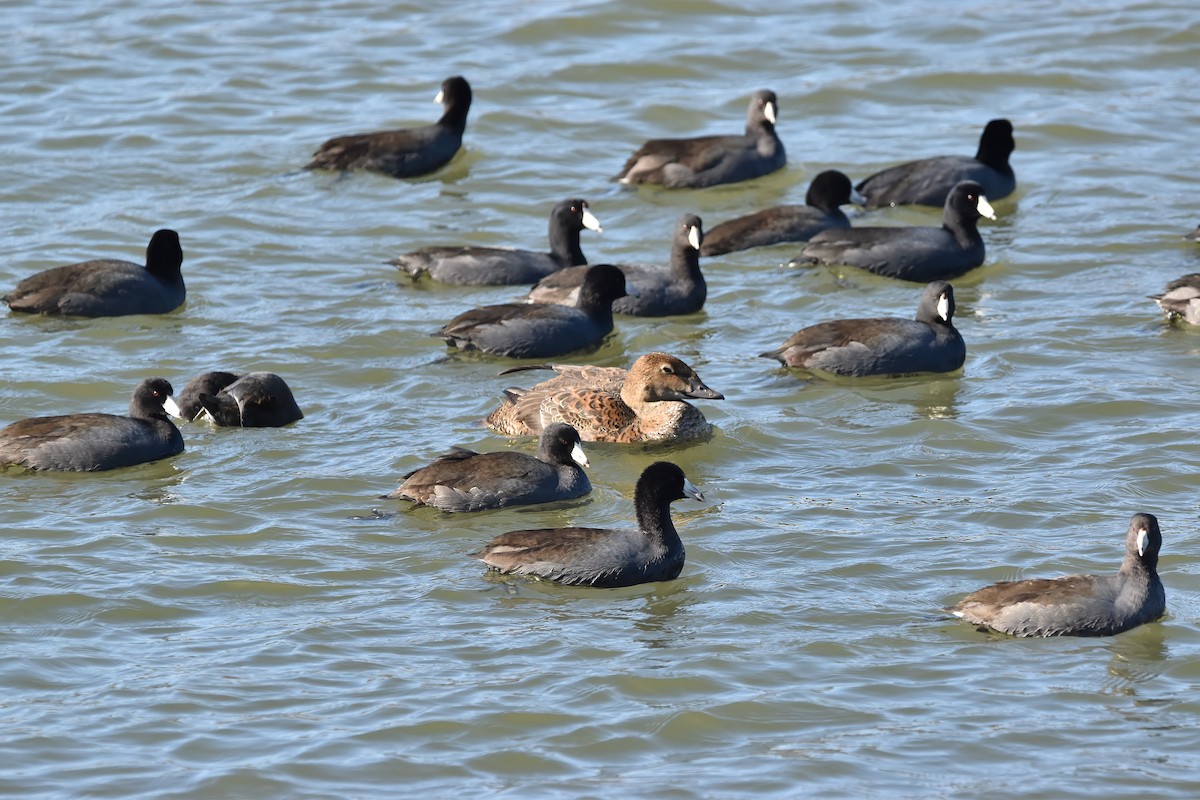 King Eider - ML645370452