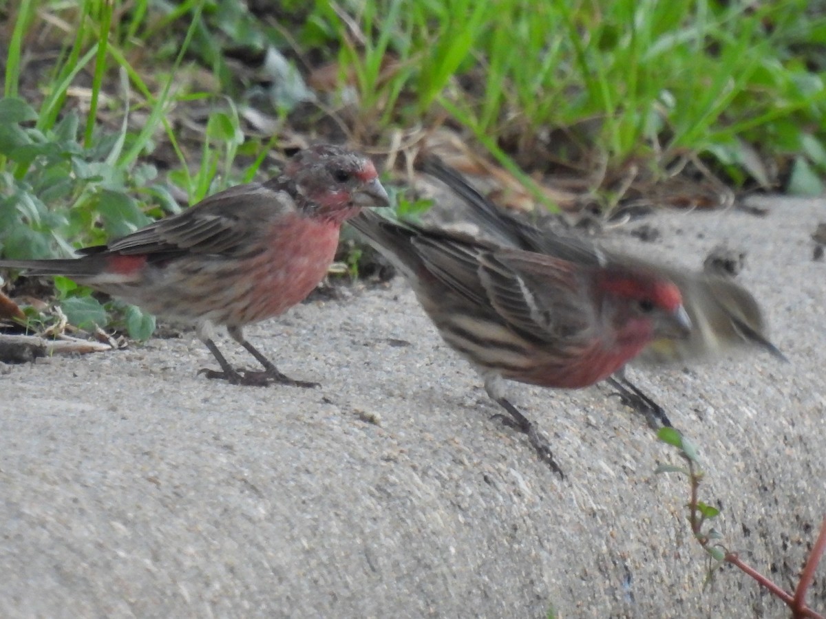 House Finch - ML645370454
