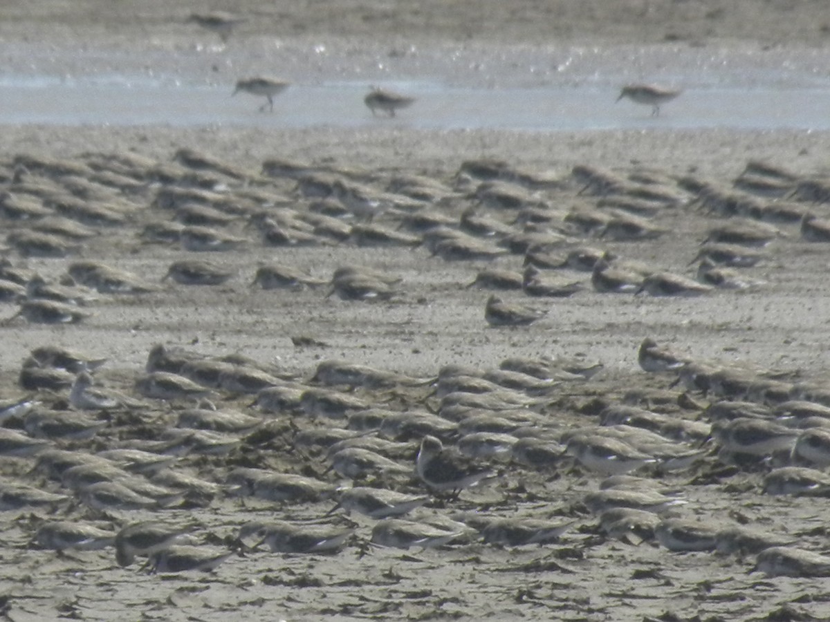Western/Semipalmated Sandpiper - ML645370466
