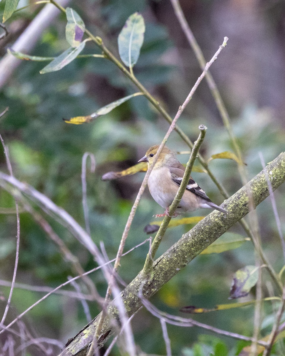 American Goldfinch - ML645370467