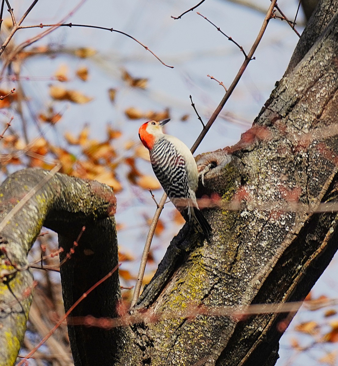 Carpintero de Carolina - ML645370472