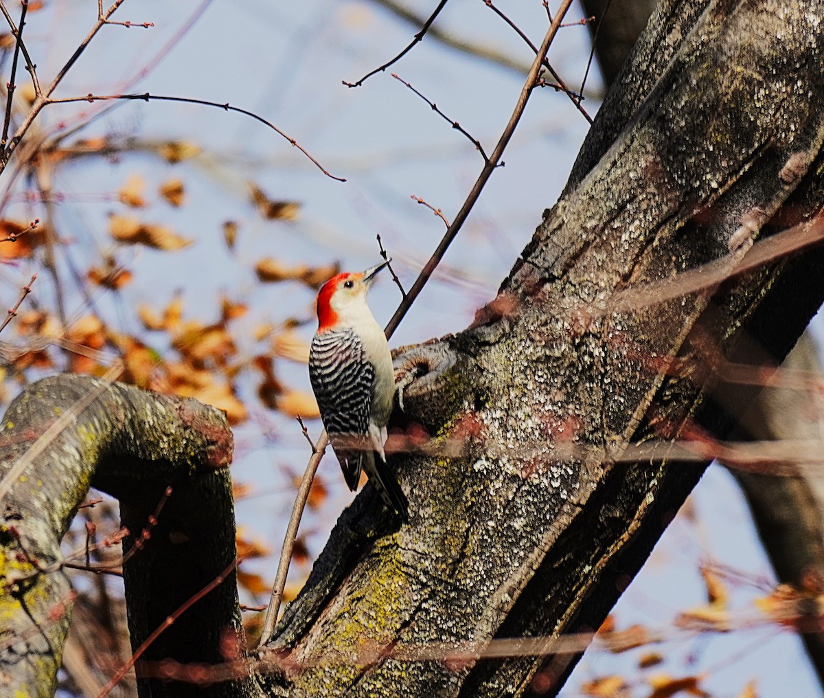 Carpintero de Carolina - ML645370473
