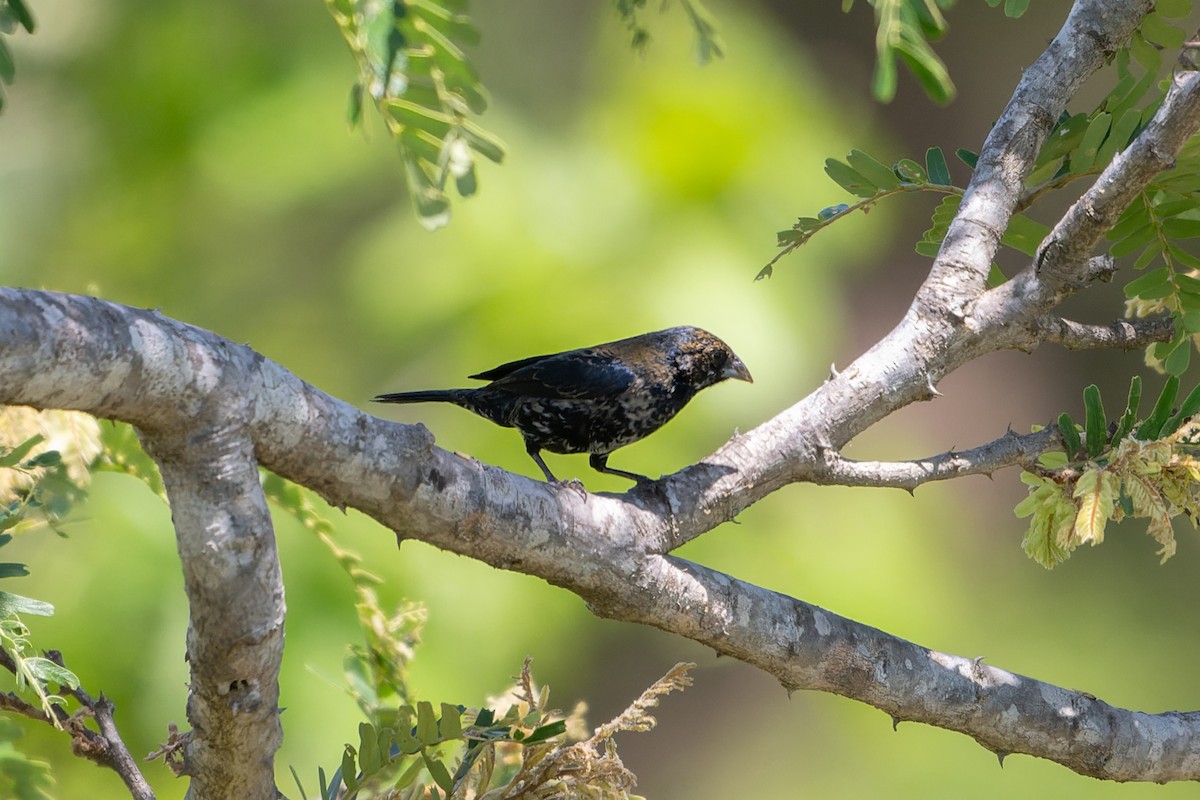 Blue-black Grassquit - ML645370475