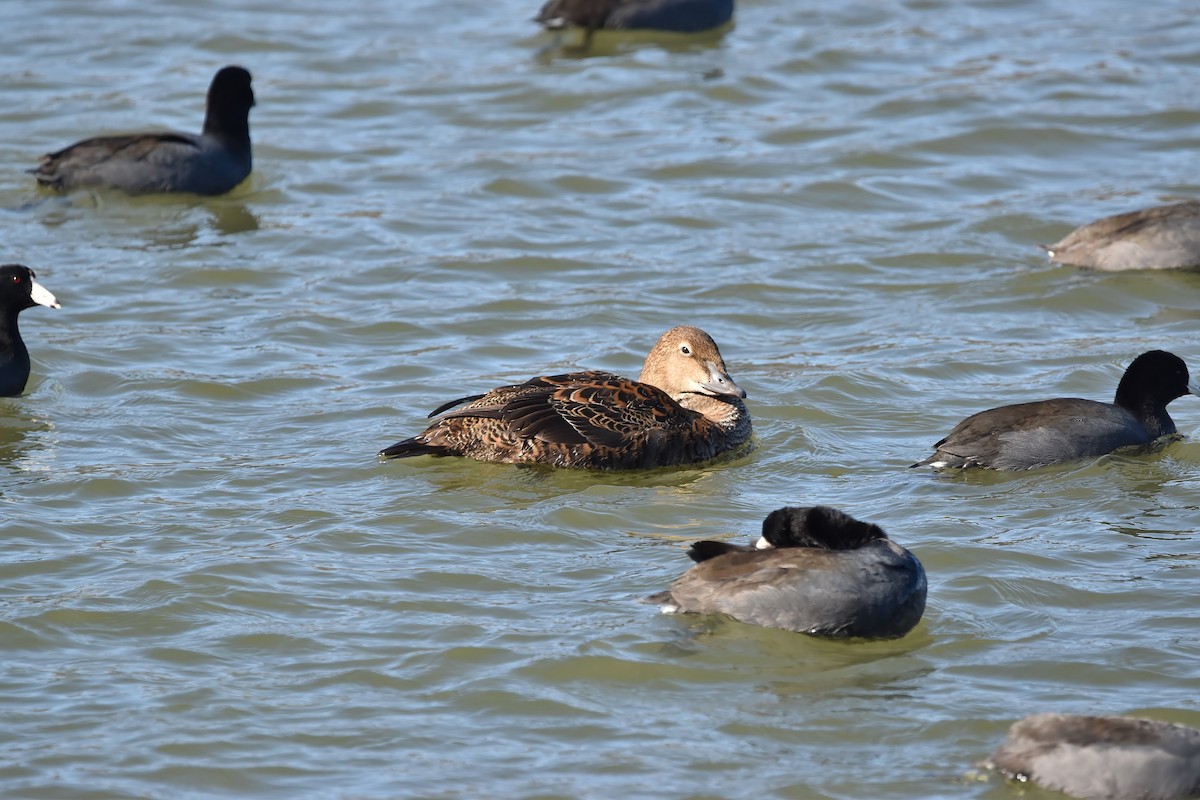 King Eider - ML645370476