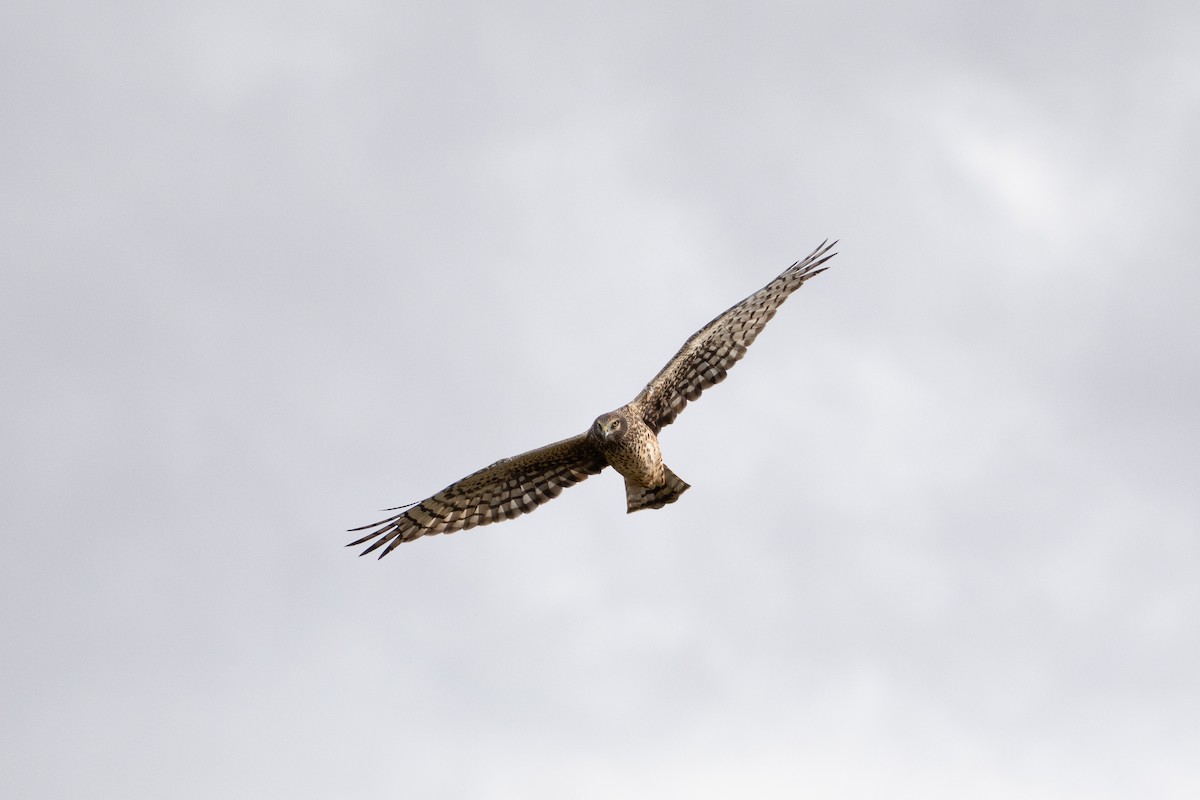Northern Harrier - ML645370477