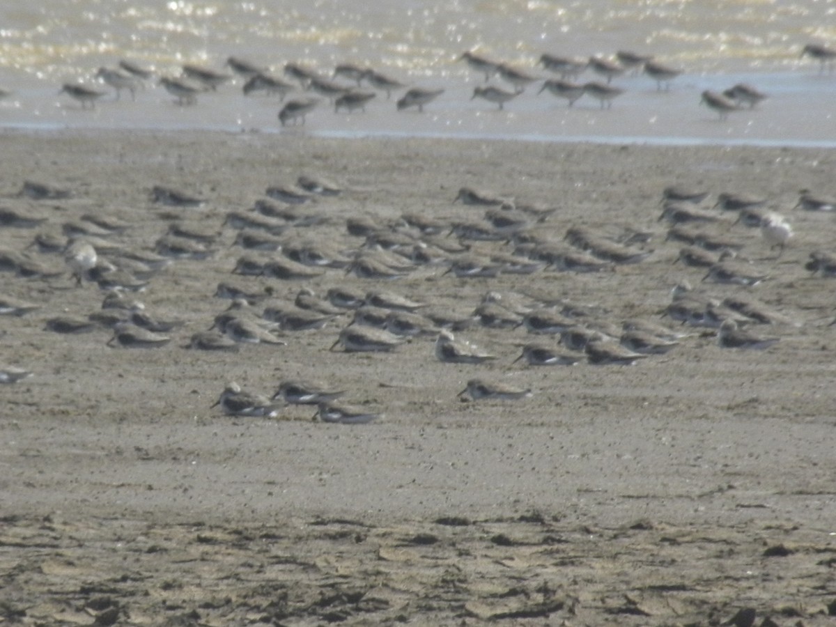 Western/Semipalmated Sandpiper - ML645370478