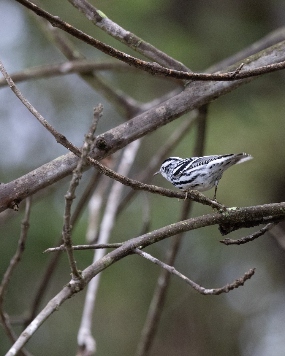 Black-and-white Warbler - ML645370479