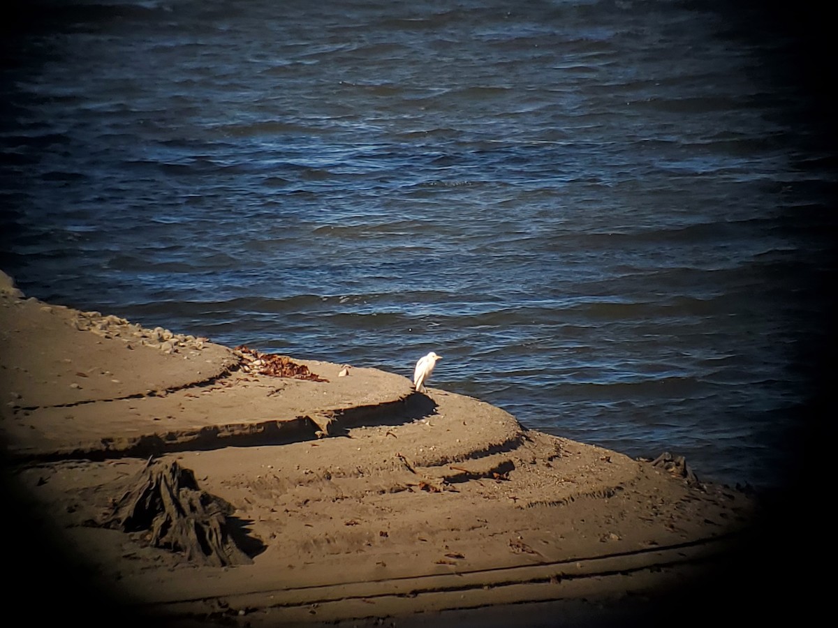 Western Cattle-Egret - ML645370485