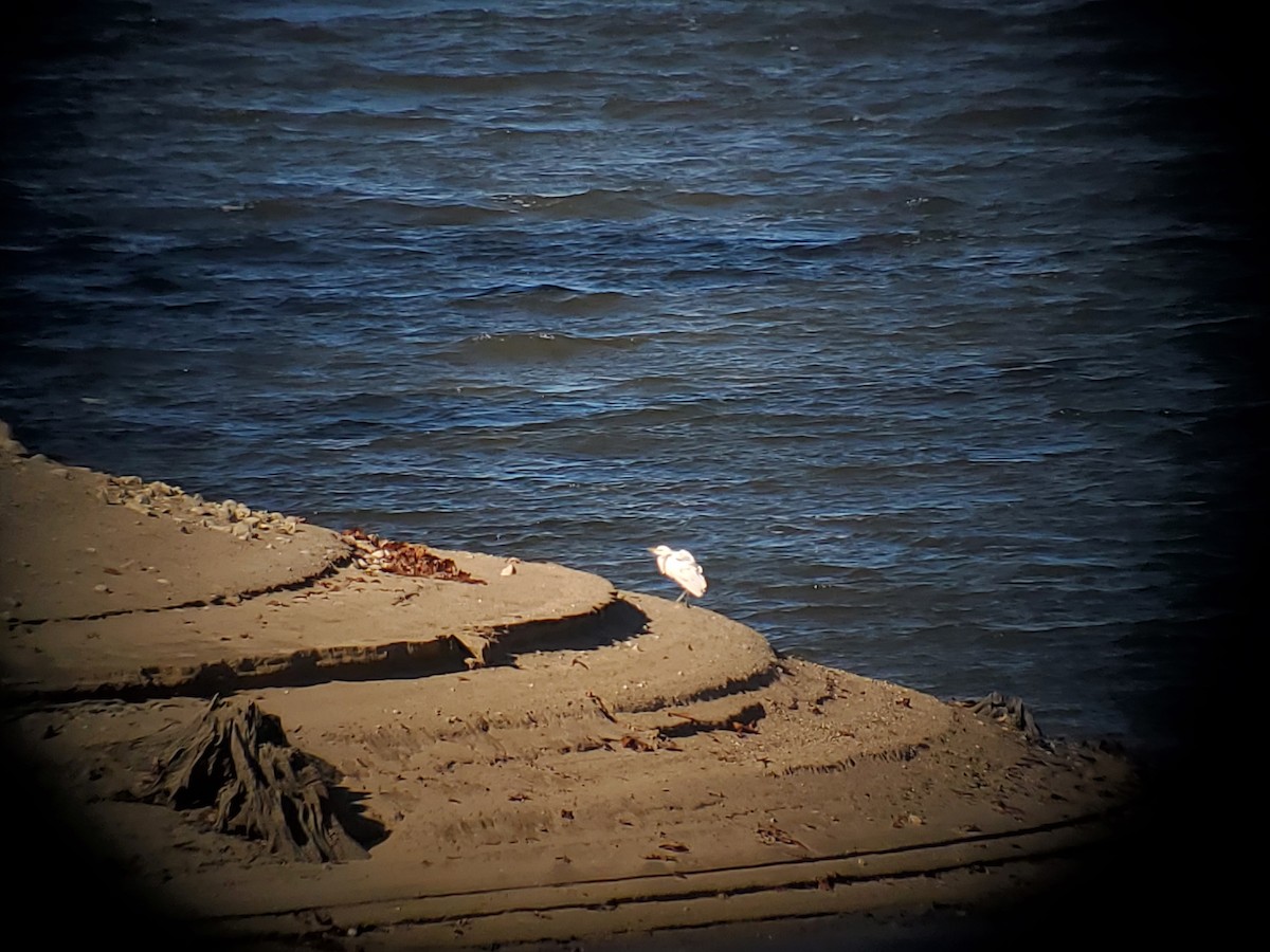 Western Cattle-Egret - ML645370496