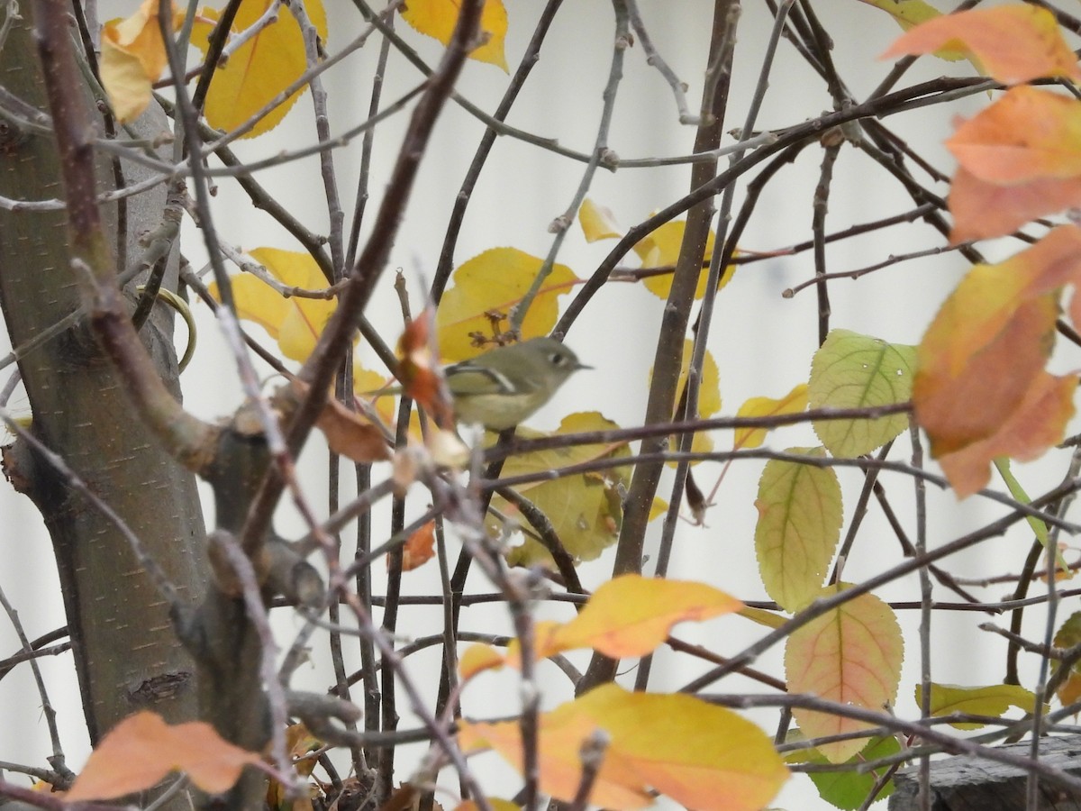 Золотомушка рубіновочуба - ML645370497