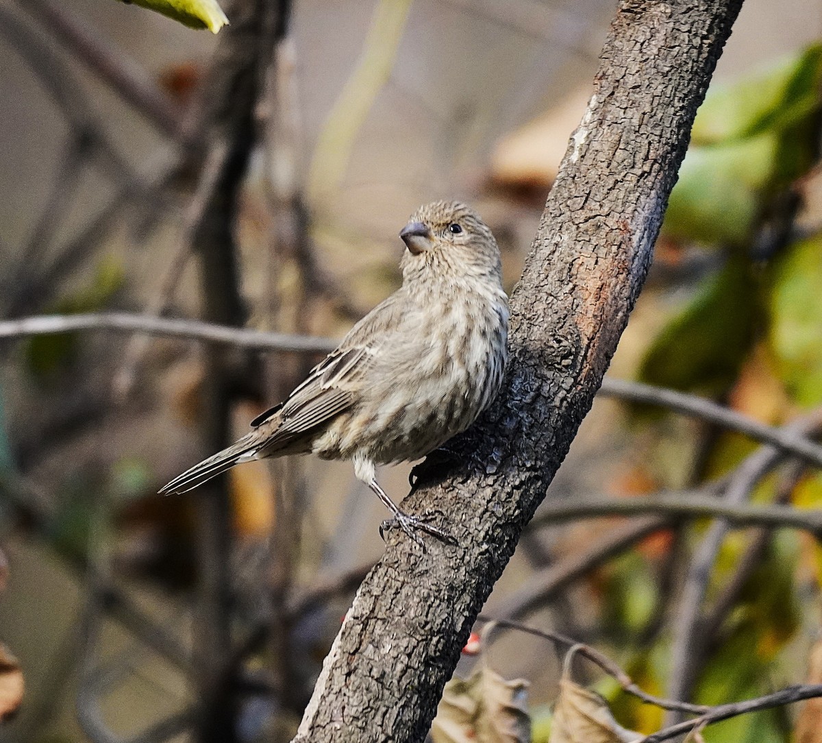 House Finch - ML645370503