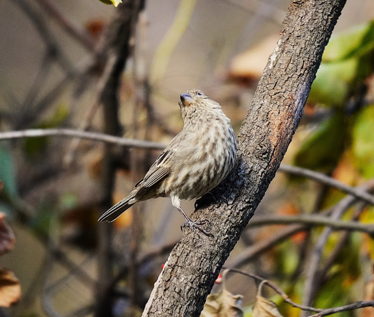 House Finch - ML645370504