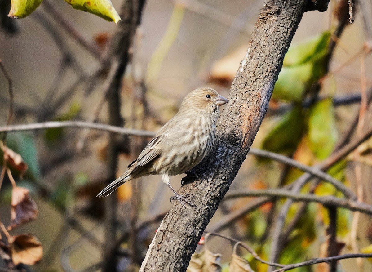 House Finch - ML645370505