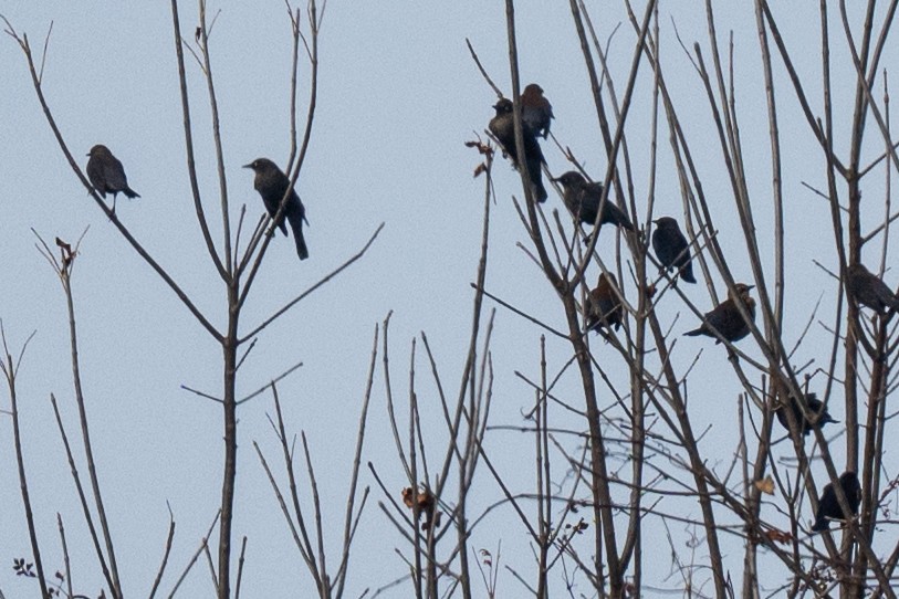 Rusty Blackbird - ML645370517