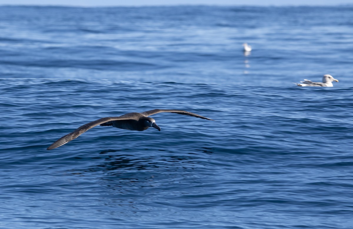 svartfotalbatross - ML645370521