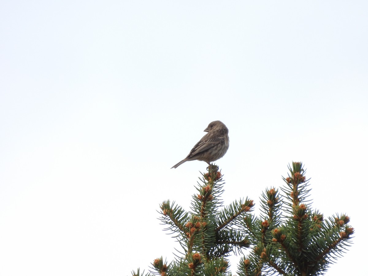 House Finch - ML645370532