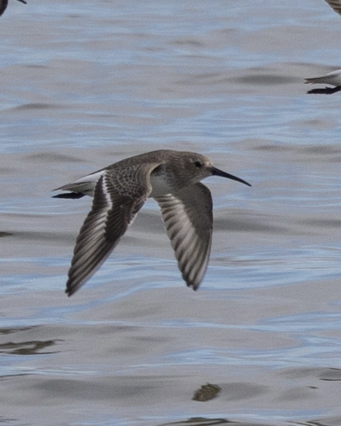 Dunlin - ML645370545