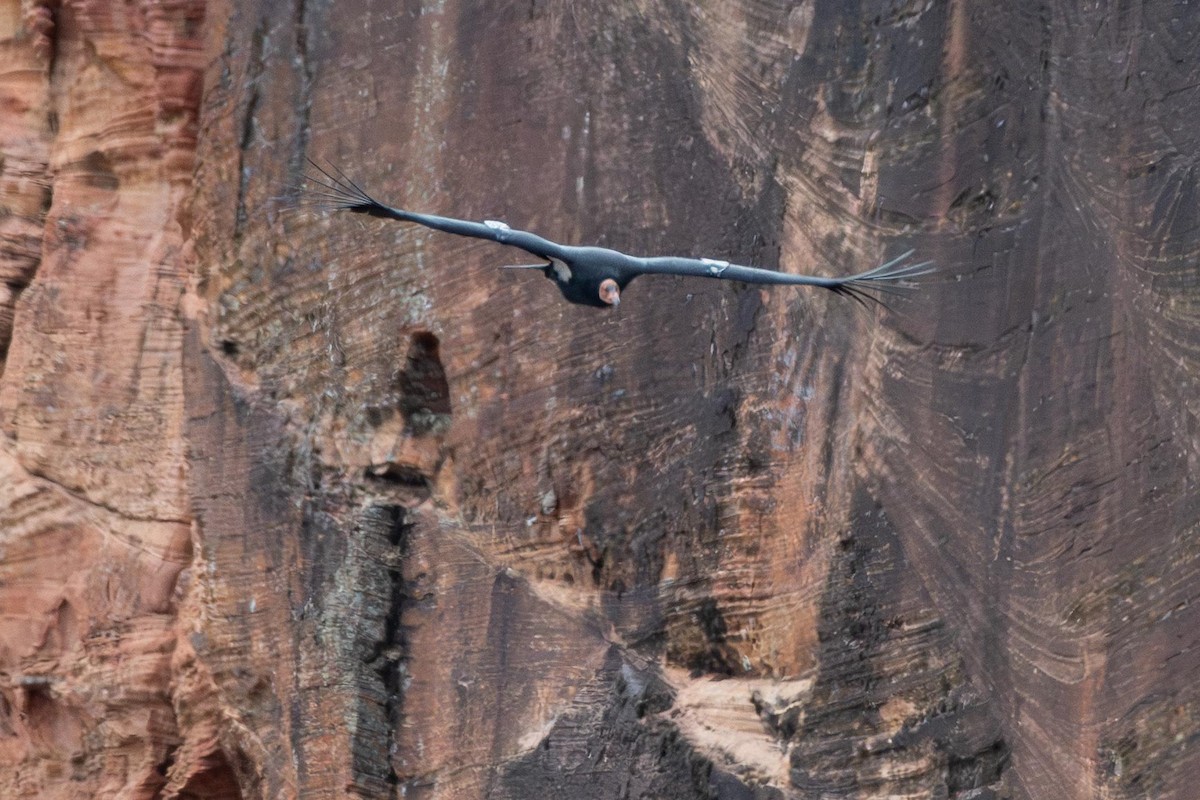 Kalifornienkondor - ML645370549