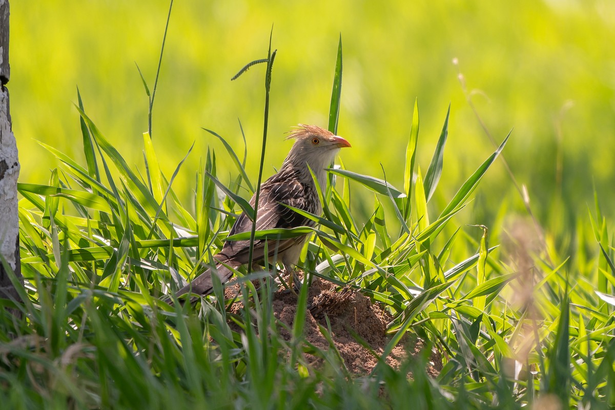 Guira Cuckoo - ML645370554