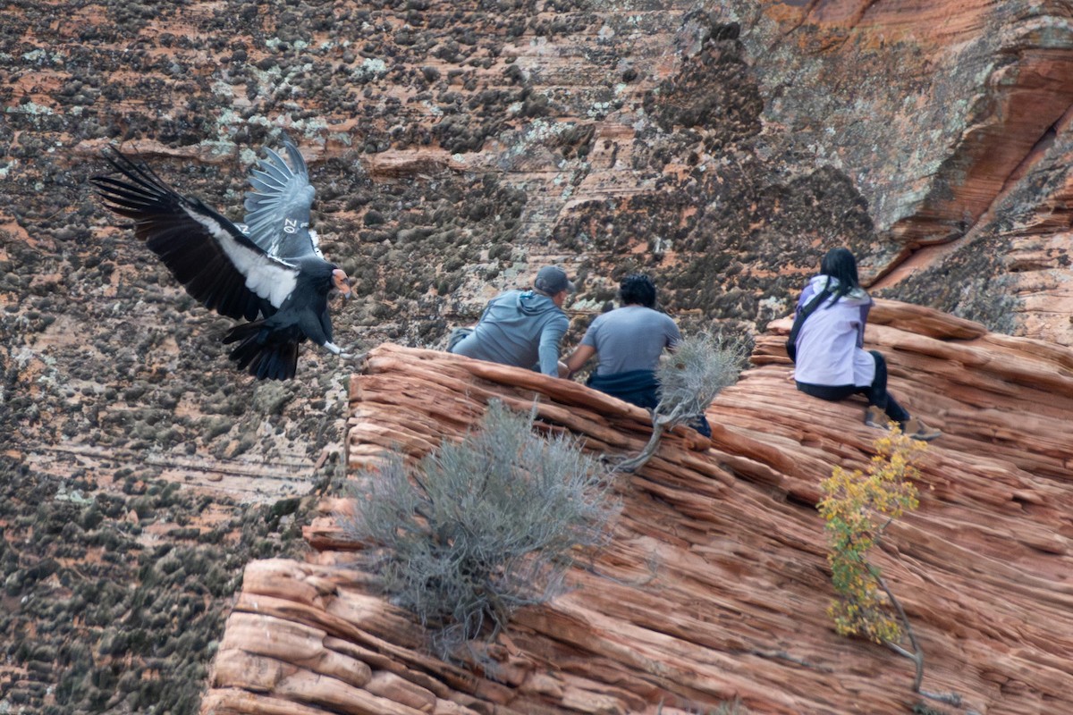 Kalifornienkondor - ML645370556