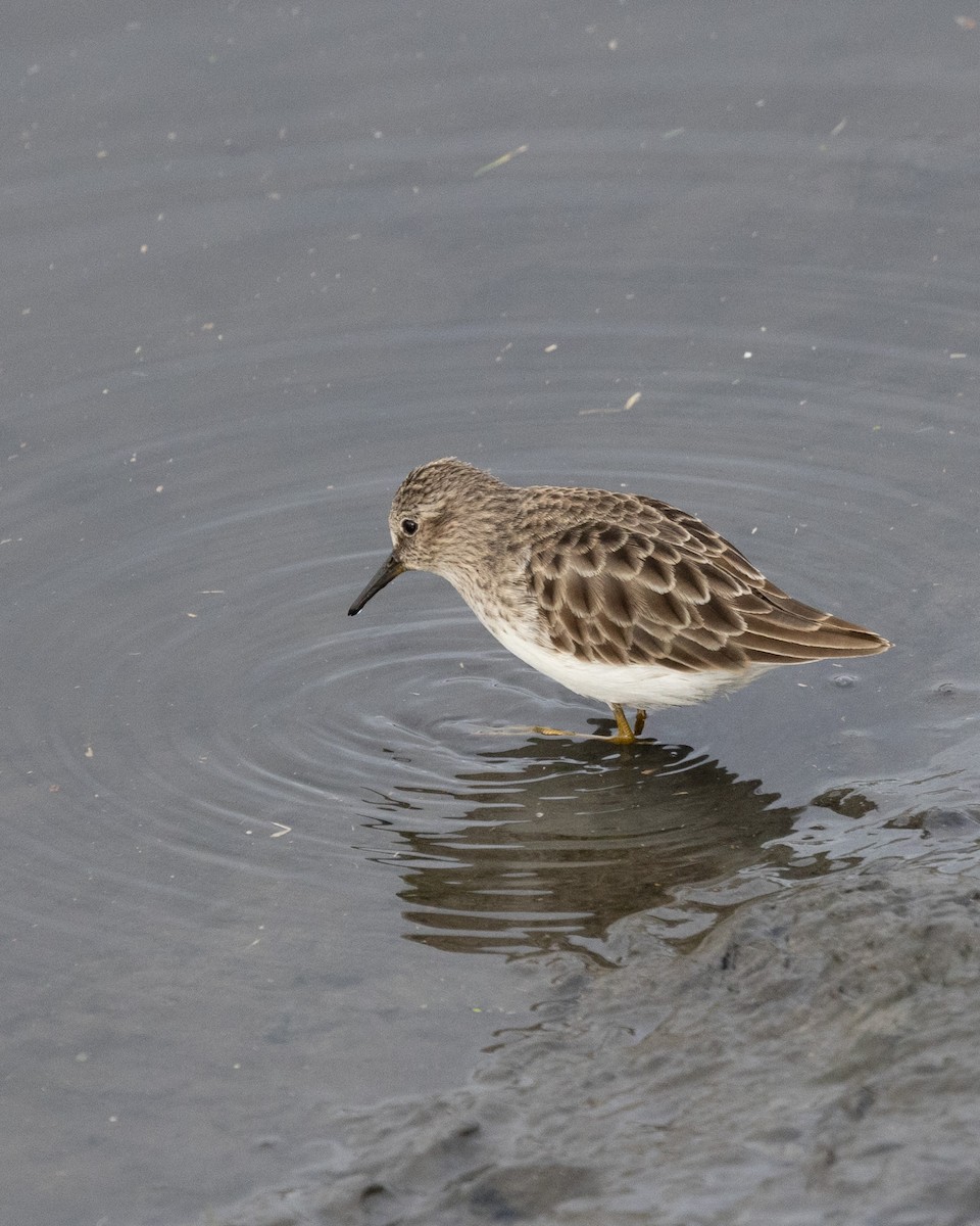 Least Sandpiper - ML645370557