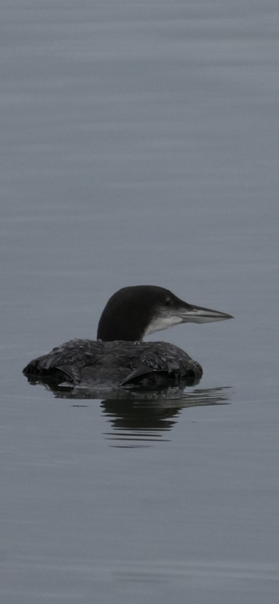 Common Loon - ML645370561