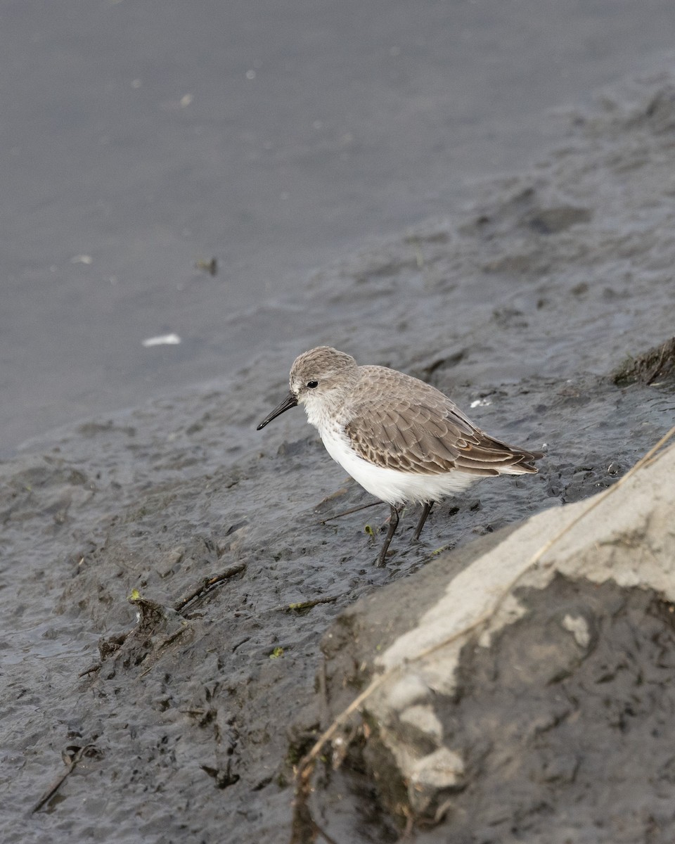 Western Sandpiper - ML645370563