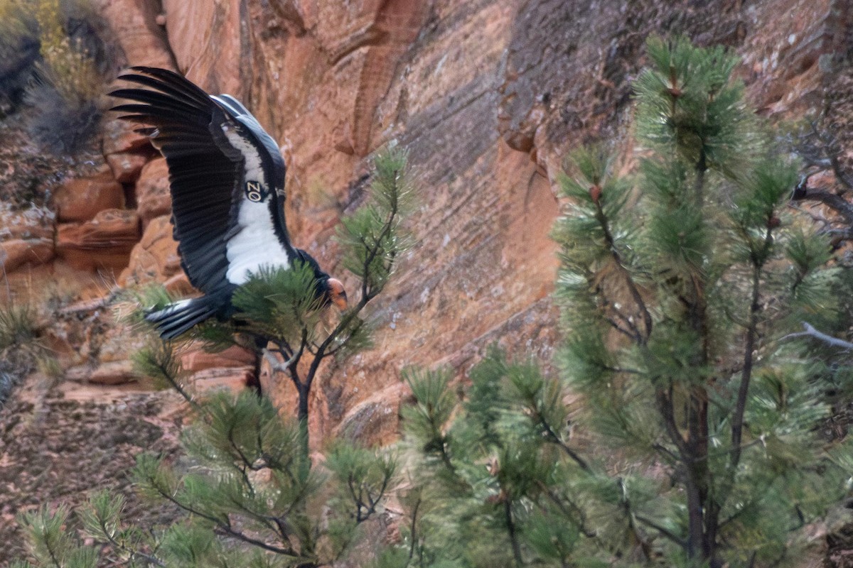 Kalifornienkondor - ML645370573