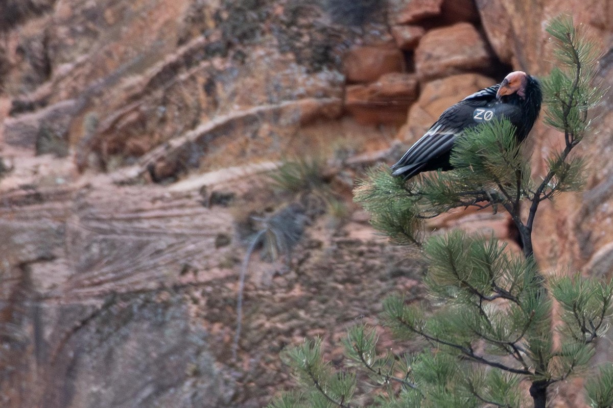 Kalifornienkondor - ML645370576