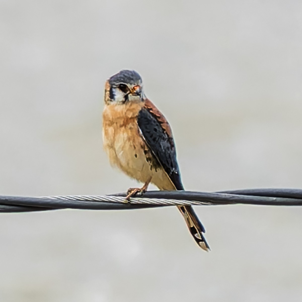 American Kestrel - ML645370583