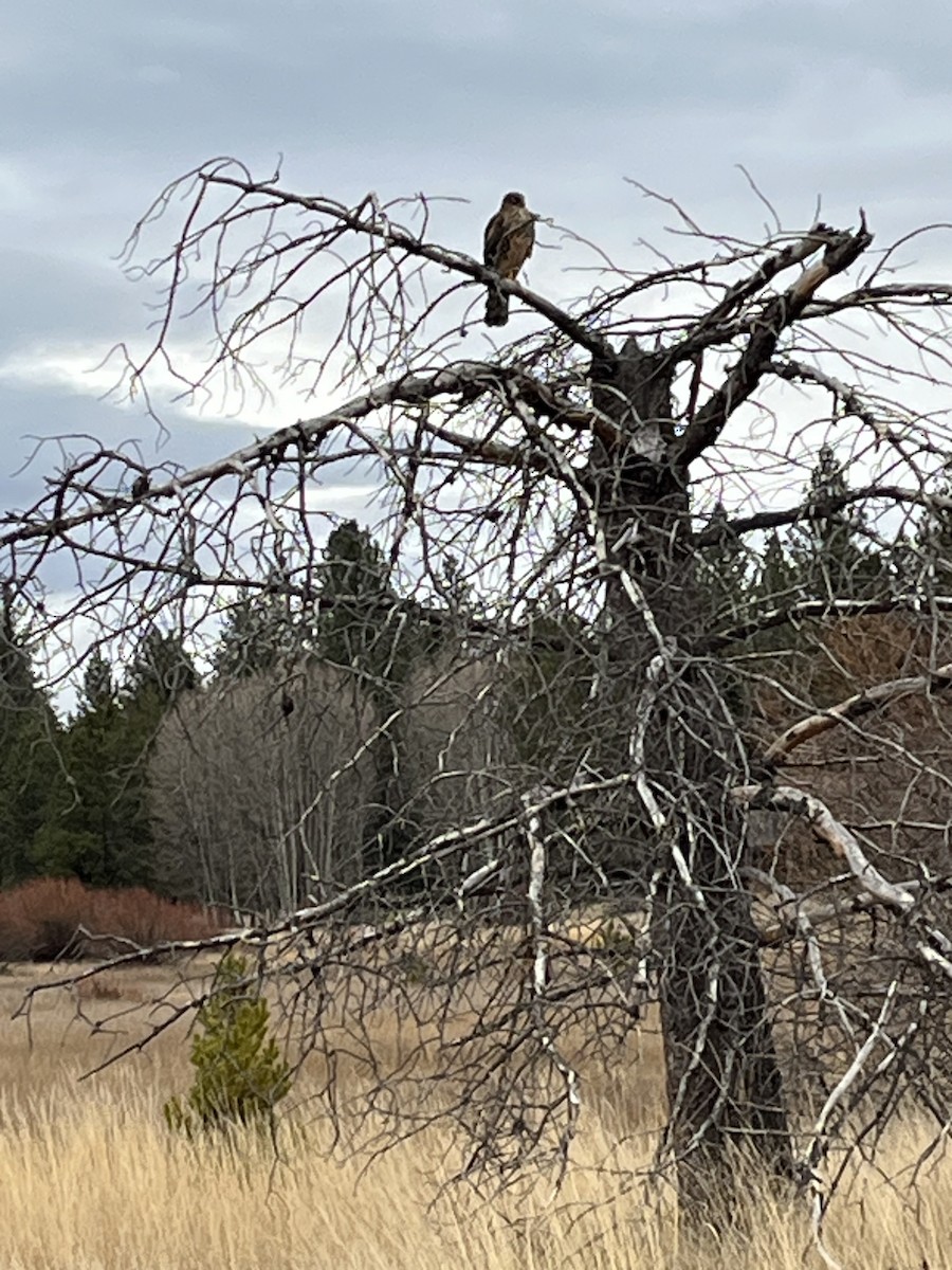 Northern Harrier - ML645370584