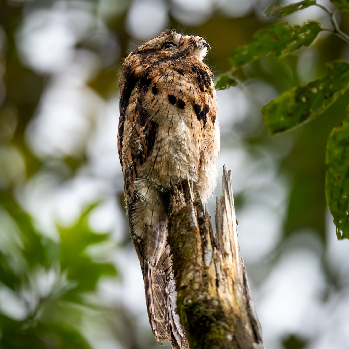 Common Potoo - ML645370588