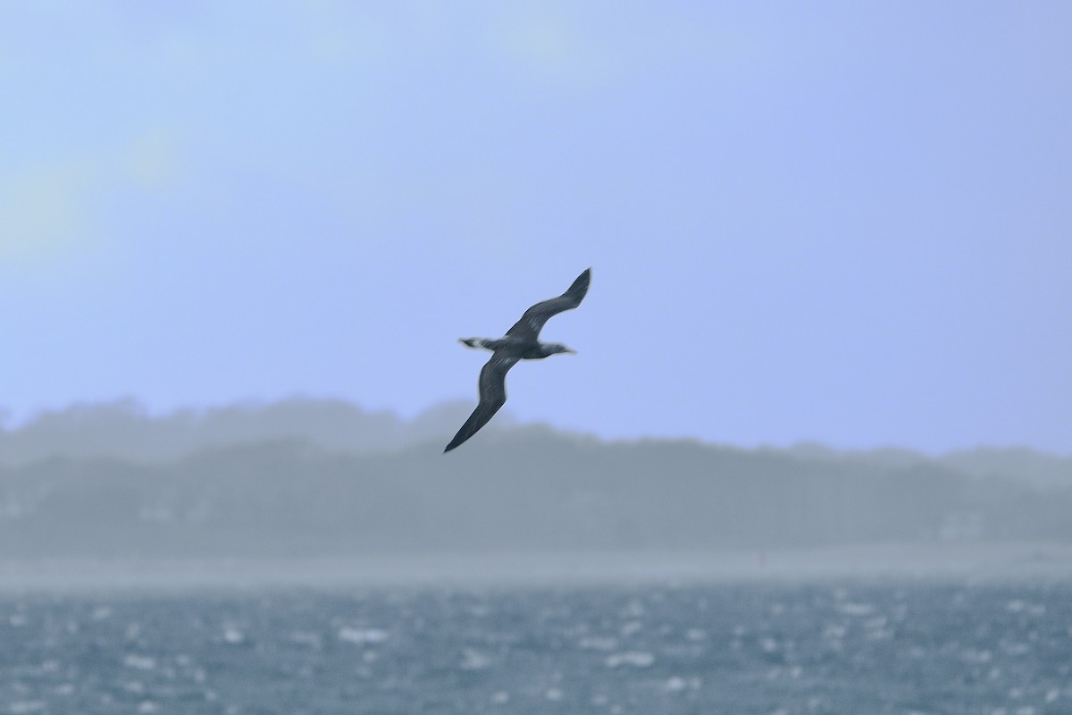 Northern Gannet - ML645370631