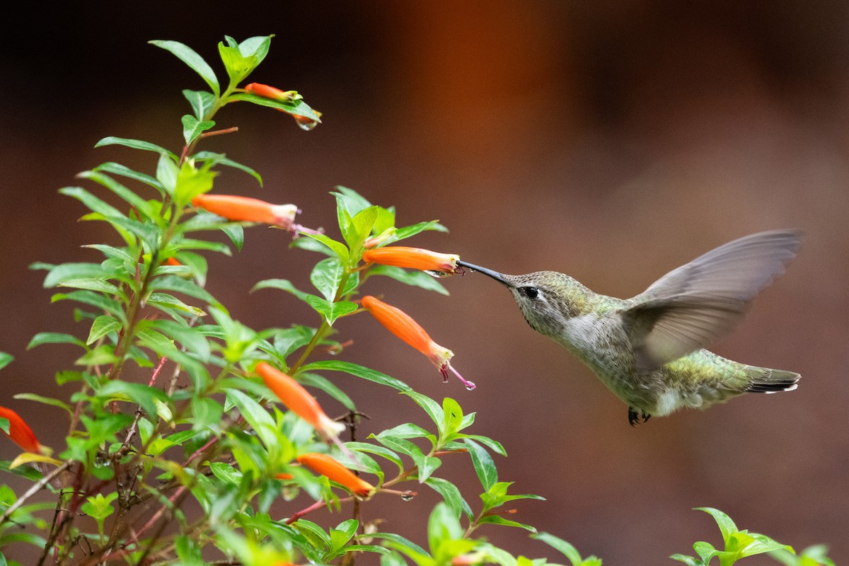 Anna's Hummingbird - ML645370632