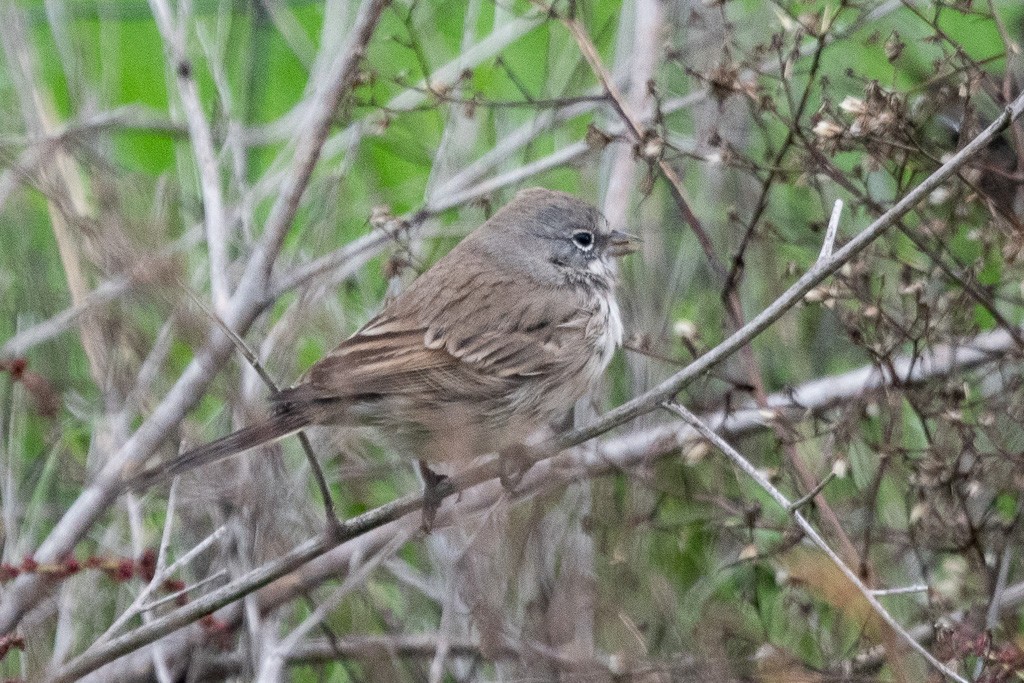 Sagebrush Sparrow - ML645370636
