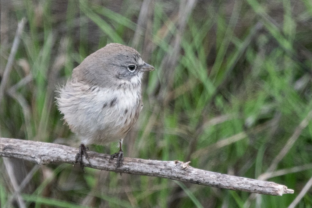 Sagebrush Sparrow - ML645370637