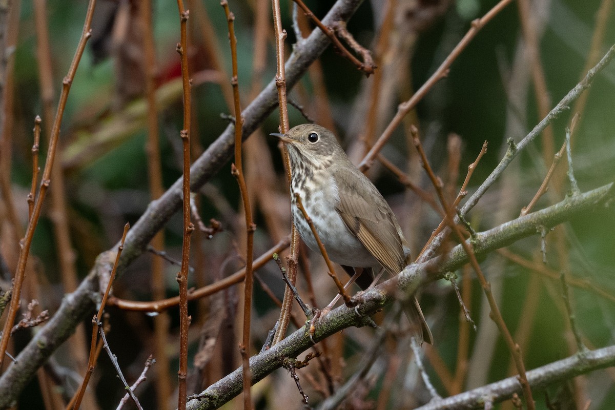 Hermit Thrush - ML645370644