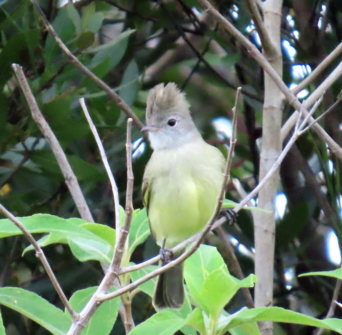 Желтобрюхая эления - ML645370648